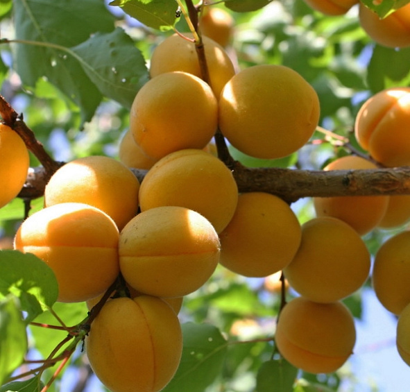 Абрикос 'Лель'